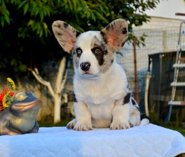 Fayden Welsh Corgi Fayden Welsh Corgi