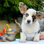Fayden-male-Corgi-puppy-for-sale-2