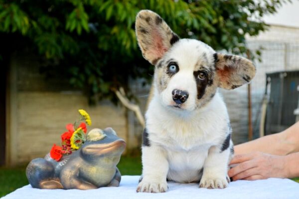 Fayden Welsh Corgi Fayden Welsh Corgi