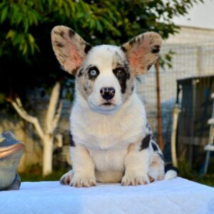 Fayden Welsh Corgi Fayden Welsh Corgi