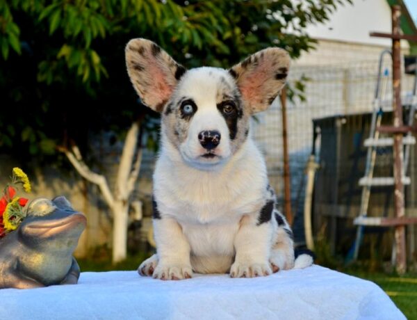 Fayden Welsh Corgi Fayden Welsh Corgi