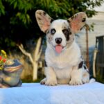 Fayden-male-Corgi-puppy-for-sale-4