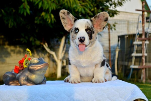 Fayden Welsh Corgi Fayden Welsh Corgi