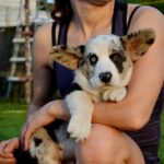 Fayden-male-Corgi-puppy-for-sale-5