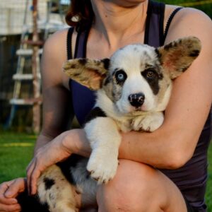 Fayden Welsh Corgi Fayden Welsh Corgi