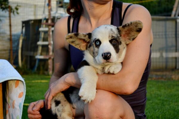 Fayden Welsh Corgi Fayden Welsh Corgi