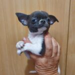 Fimma-female-Chihuahua-puppy-for-sale-1