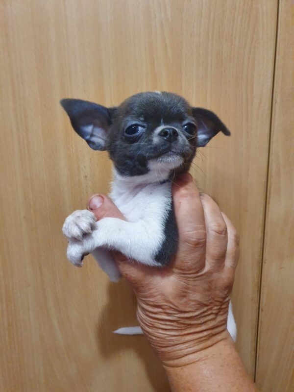 Fimma Chihuahua Fimma Chihuahua