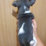 Fimma-female-Chihuahua-puppy-for-sale-2