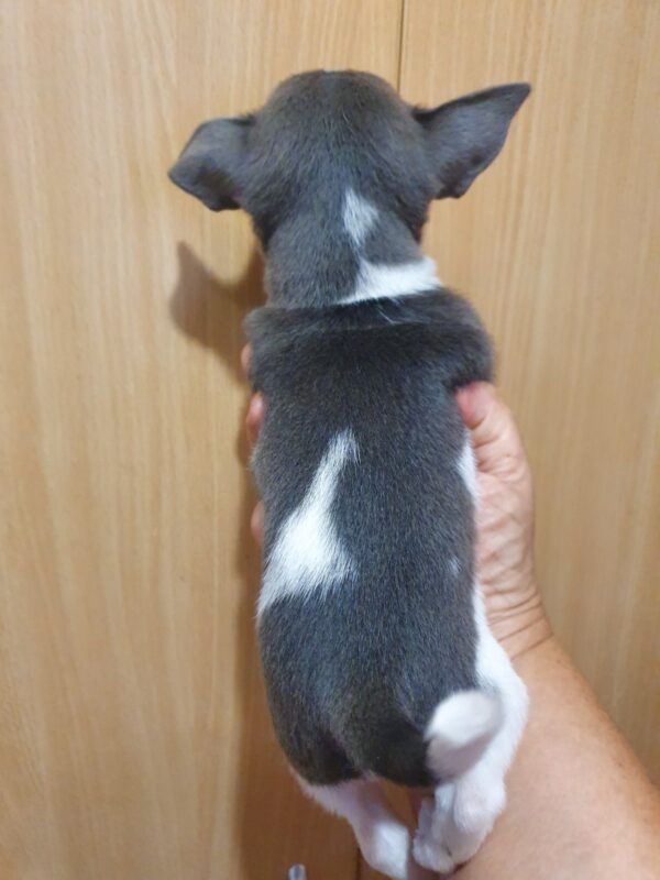 Fimma Chihuahua Fimma Chihuahua