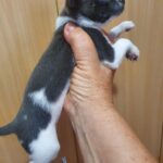 Fimma-female-Chihuahua-puppy-for-sale-3