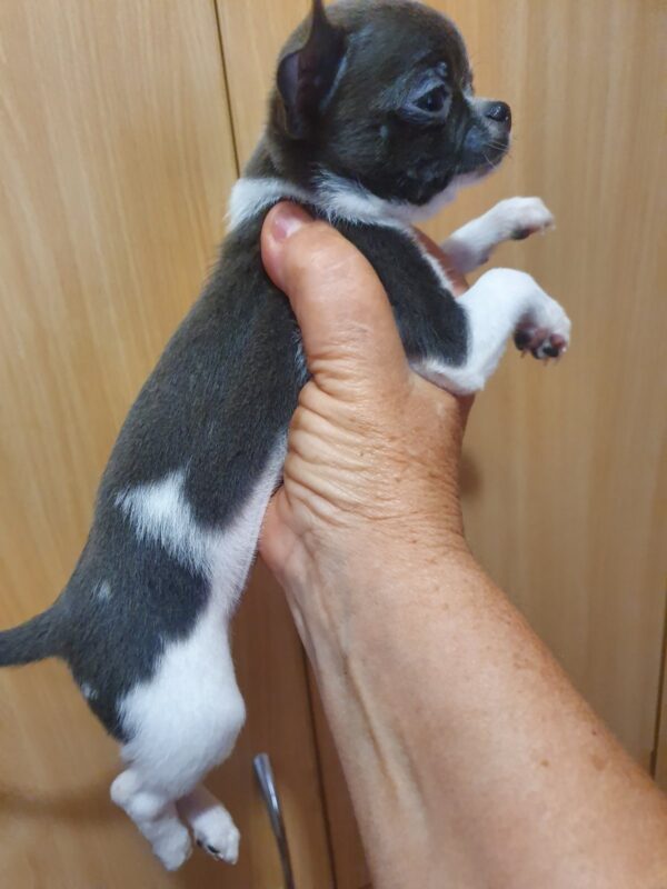 Fimma Chihuahua Fimma Chihuahua