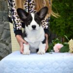 Floyd-male-Corgi-puppy-for-sale-1