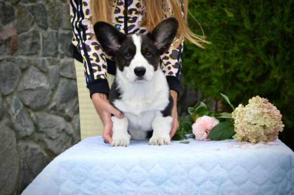 Floyd Welsh Corgi Floyd Welsh Corgi