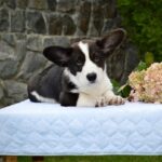 Floyd-male-Corgi-puppy-for-sale-2