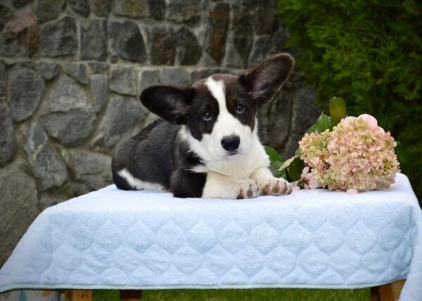 Floyd Welsh Corgi Floyd Welsh Corgi