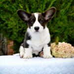 Floyd-male-Corgi-puppy-for-sale-3