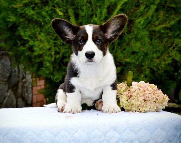 Floyd Welsh Corgi Floyd Welsh Corgi