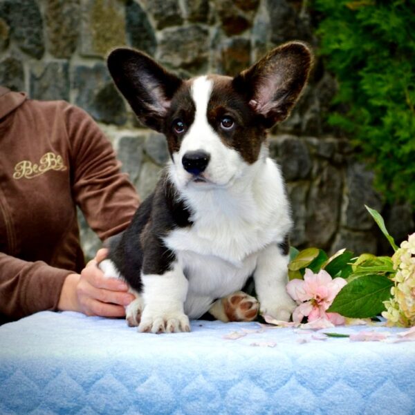 Floyd Welsh Corgi Floyd Welsh Corgi