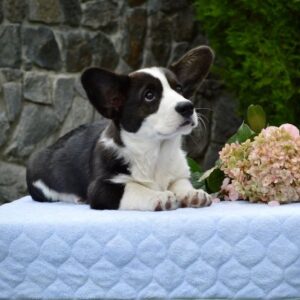 Floyd Welsh Corgi Floyd Welsh Corgi