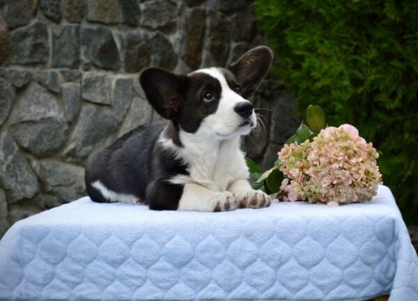 Floyd Welsh Corgi Floyd Welsh Corgi