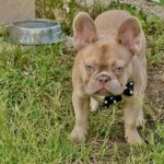 Franko-male-french-bulldog-puppy-for-sale-3