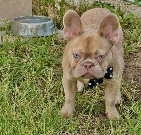 Franko French Bulldog Franko French Bulldog