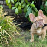 Franko-male-french-bulldog-puppy-for-sale- (3)