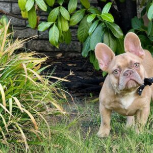 Franko French Bulldog Franko French Bulldog