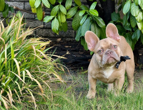 Franko French Bulldog Franko French Bulldog