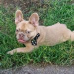 Franko-male-french-bulldog-puppy-for-sale- (4)