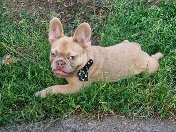 Franko French Bulldog Franko French Bulldog