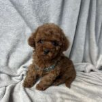 Fаvan-male-toy-poodle-puppy-for-sale-1 (1)