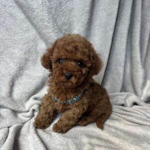 Fаvan Toy Poodle Fаvan Toy Poodle