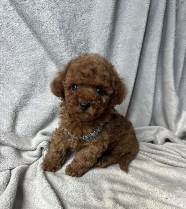 Fаvan Toy Poodle Fаvan Toy Poodle