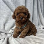 Fаvan-male-toy-poodle-puppy-for-sale-1 (2)