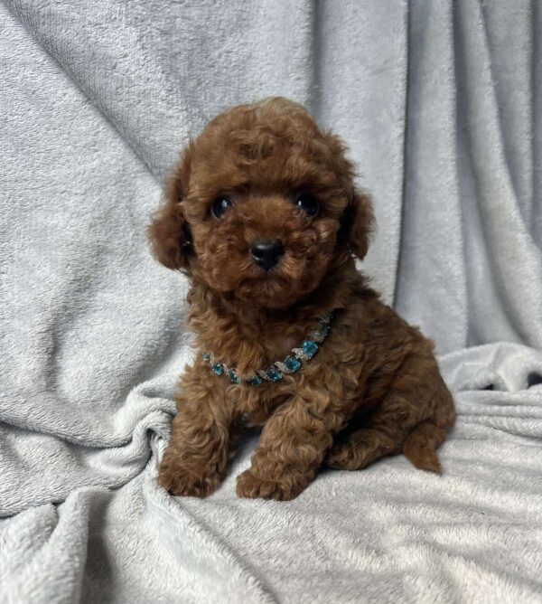 Fаvan Toy Poodle Fаvan Toy Poodle