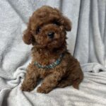 Fаvan-male-toy-poodle-puppy-for-sale-1 (3)