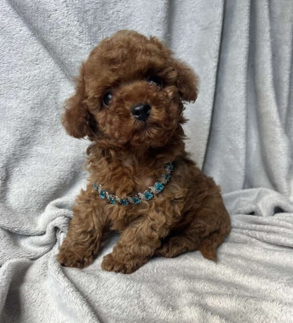 Fаvan Toy Poodle Fаvan Toy Poodle
