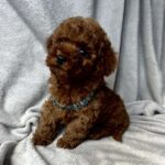 Fаvan-male-toy-poodle-puppy-for-sale-1 (4)