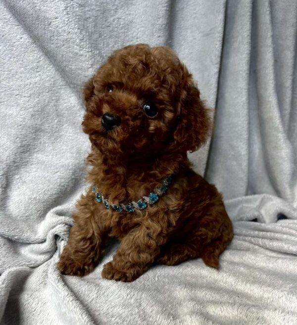 Fаvan Toy Poodle Fаvan Toy Poodle