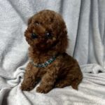 Fаvan-male-toy-poodle-puppy-for-sale-1 (5)