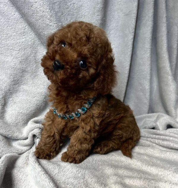 Fаvan Toy Poodle Fаvan Toy Poodle