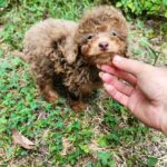 Gaspar-male-Poodle-puppy-for-sale-1