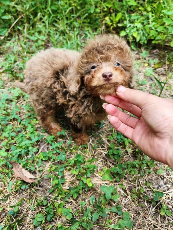 Gaspar Toy Poodle Gaspar Toy Poodle