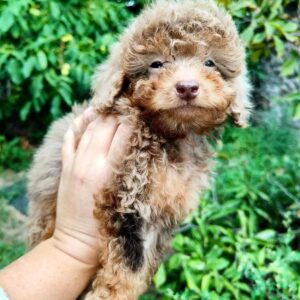 Gaspar Toy Poodle Gaspar Toy Poodle