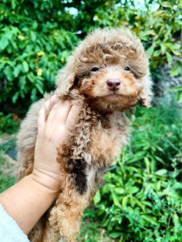 Gaspar Toy Poodle Gaspar Toy Poodle