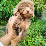 Gaspar-male-Poodle-puppy-for-sale-3