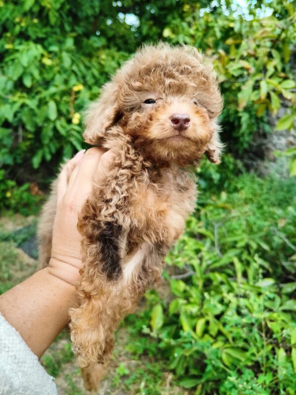 Gaspar Toy Poodle Gaspar Toy Poodle
