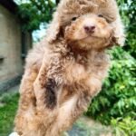 Gaspar-male-Poodle-puppy-for-sale-4